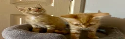 Mixed Breed cats for sale: 3 baby’s ready for there forever homes  in Maidenhead - Advert 20