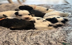 Cockapoo dogs for sale: F1 cockapoos beautiful litter 5 left* - Image 15