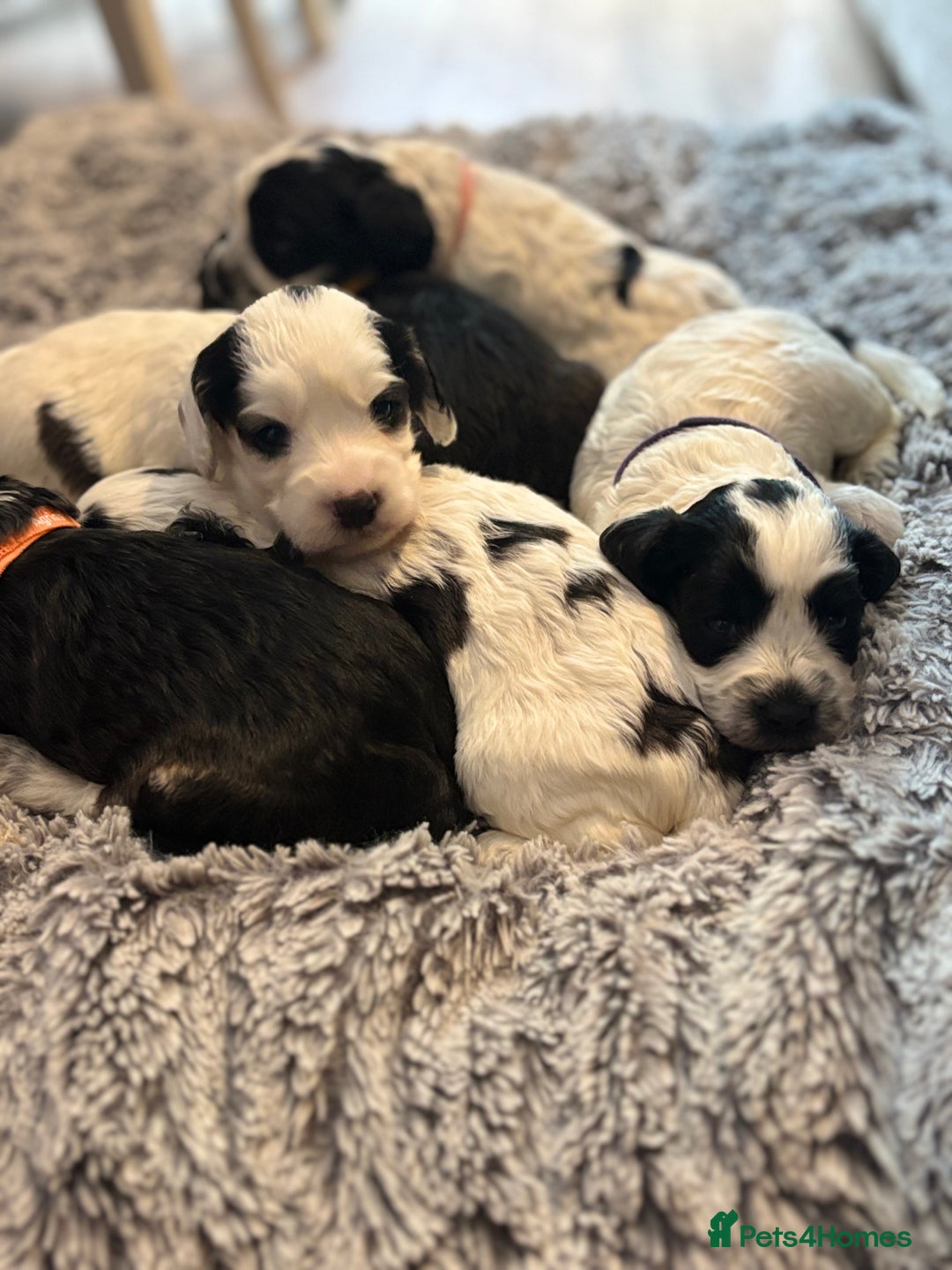 Cockapoo dogs for sale: F1 cockapoos beautiful litter 5 left* - Image 15