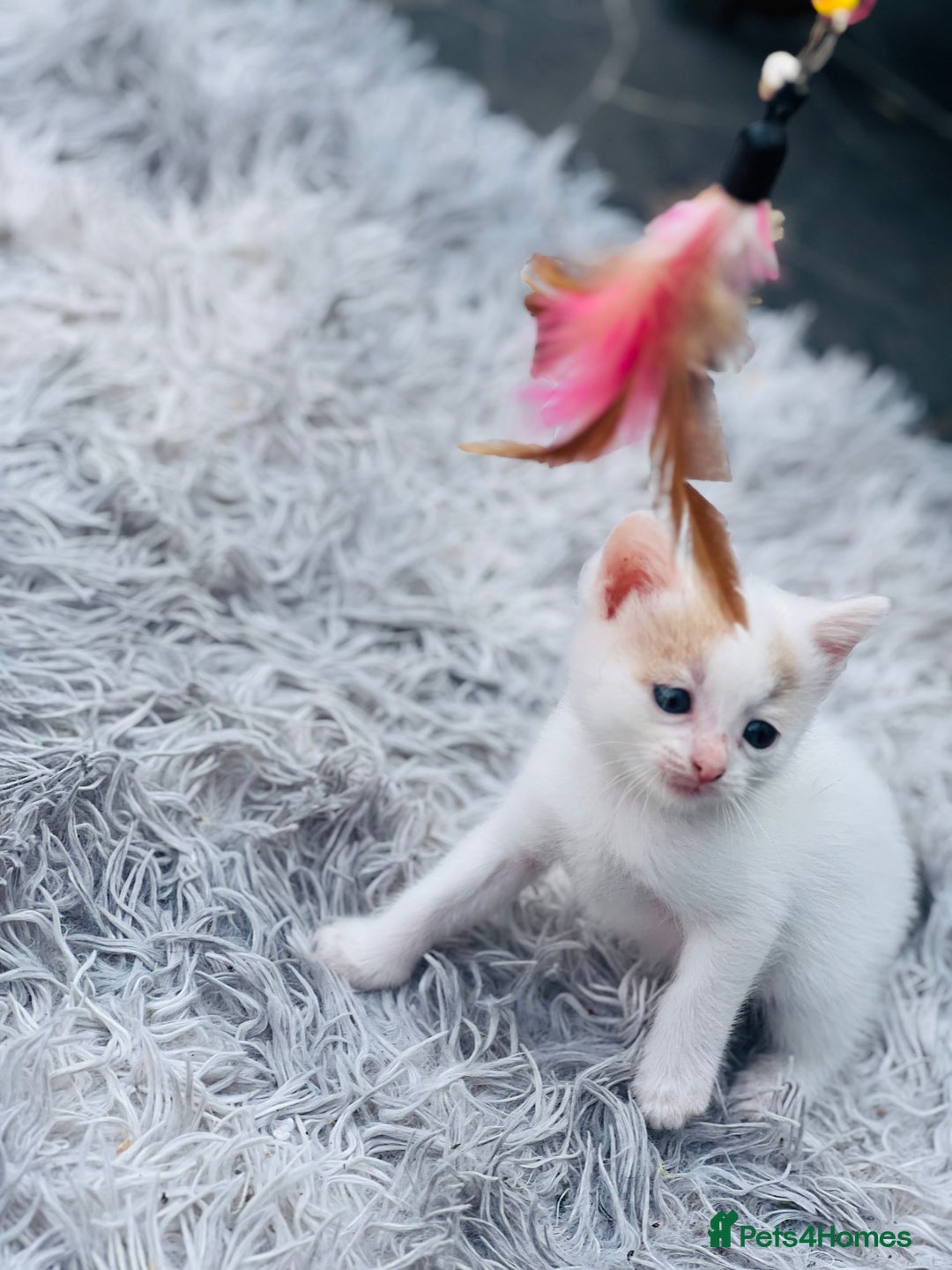 British Shorthair cats for sale:  8-Week-Old Kittens Ready for Loving Homes 🐾 - Image 6