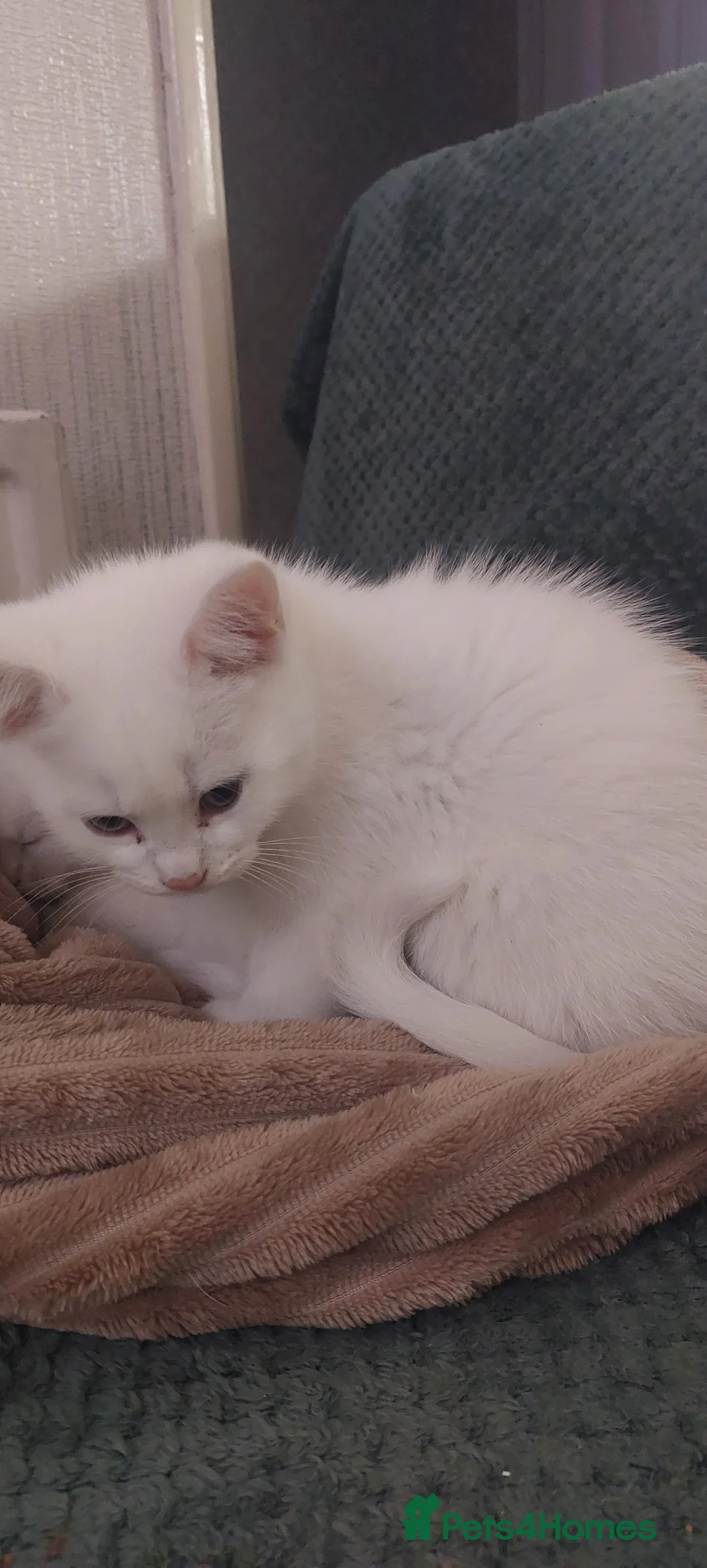 Mixed Breed cats for sale: 2 boys ready to go!!! in Redditch - Advert 2