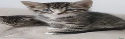 Mixed Breed cats for sale: 5 beautiful tabby kittens  in Ilford - Advert 7