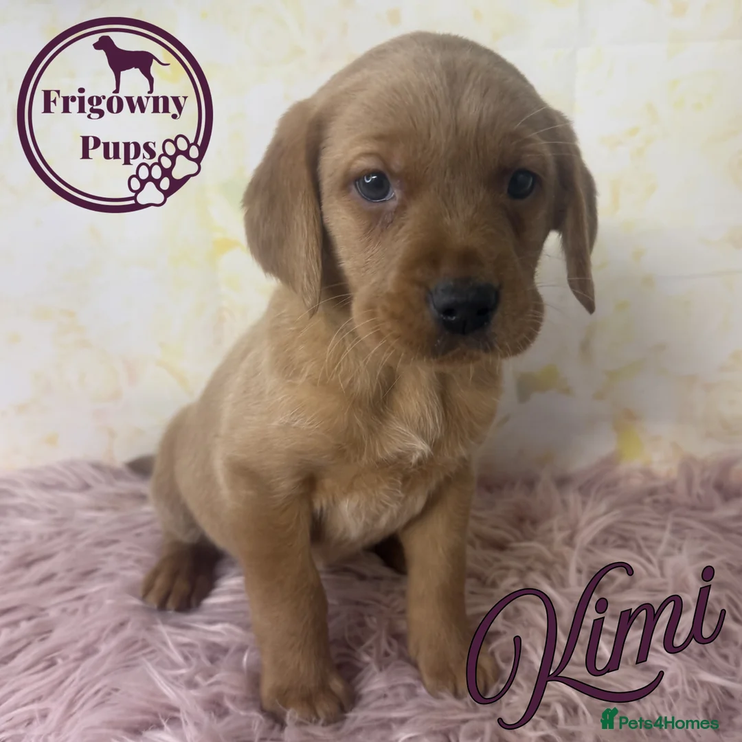 Labrador Retriever dogs for sale: 🖤 Quality RKC Reg Labradors 🧡 Ready mid April 🖤 - Advert 2