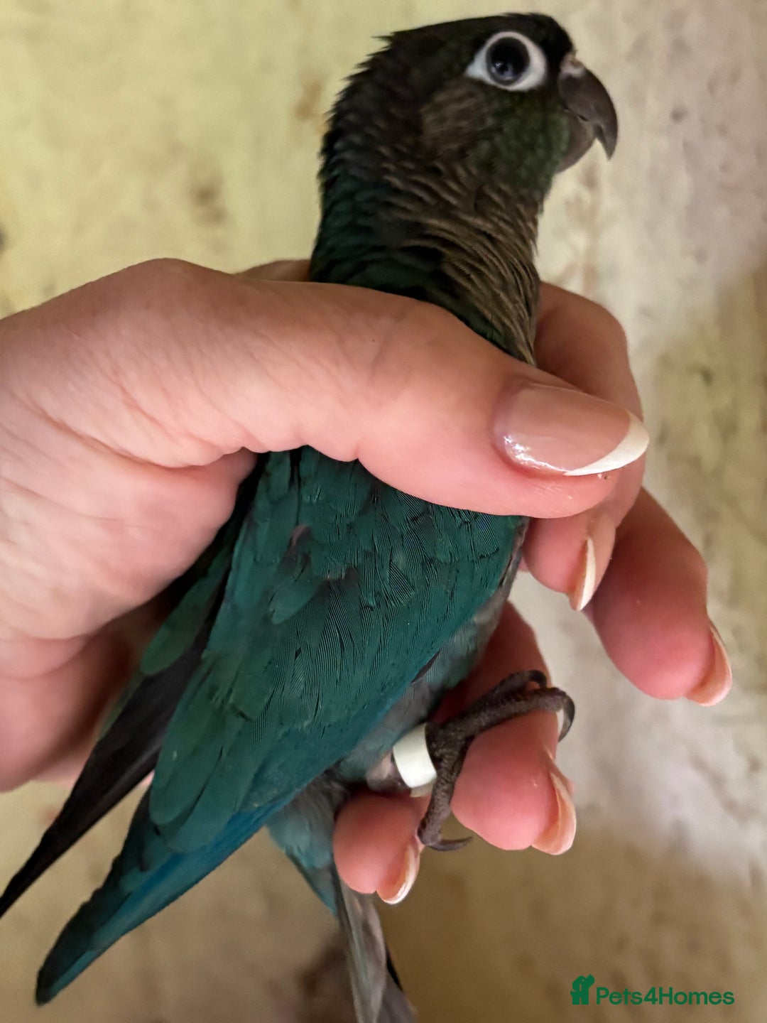 Conures birds for sale: Aviary bred baby conures, dna sexed - Image 5