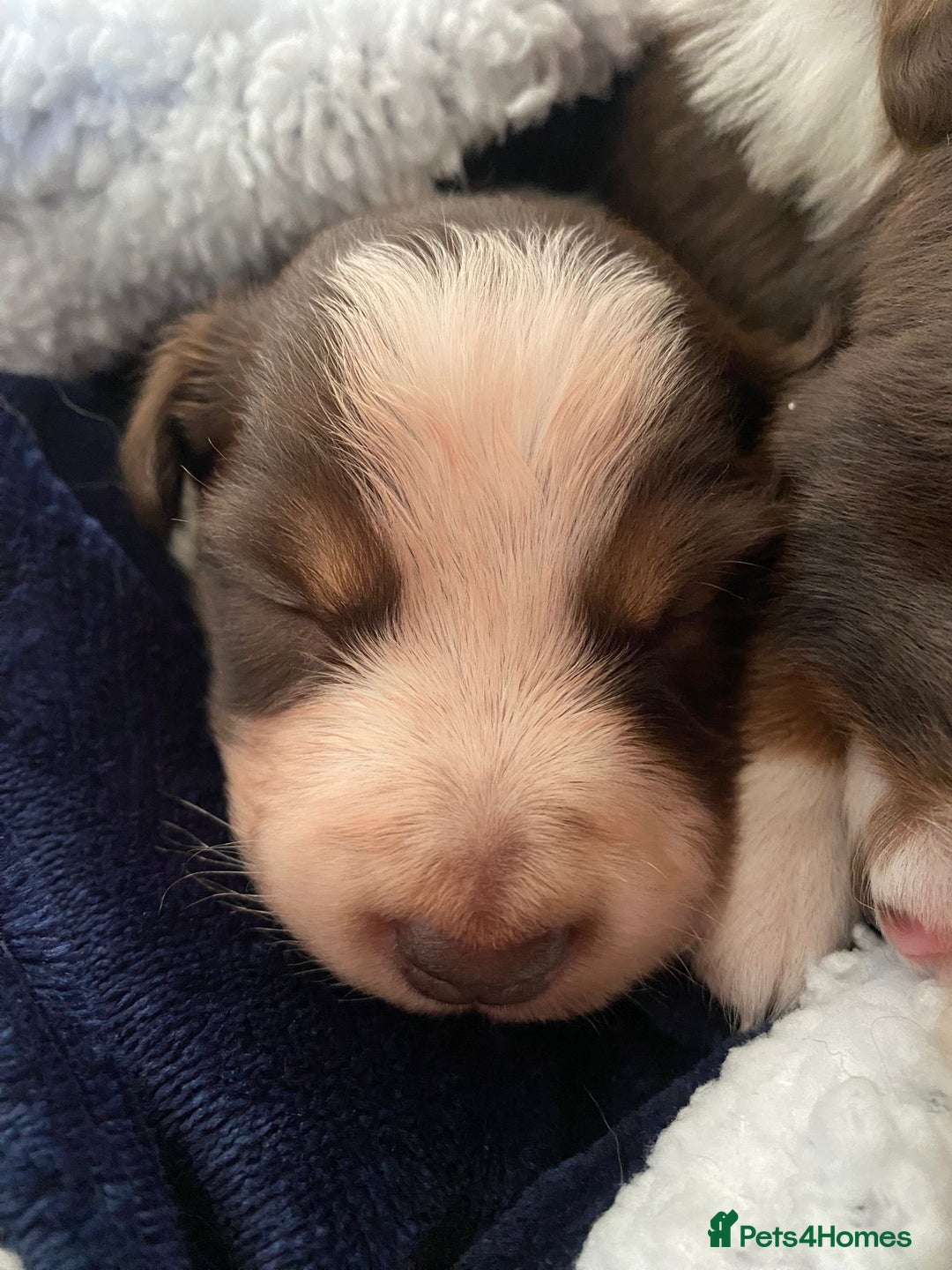 Border Collie dogs for sale: BorderCollie Pups: unique chocolate tri rough coat - Advert 19