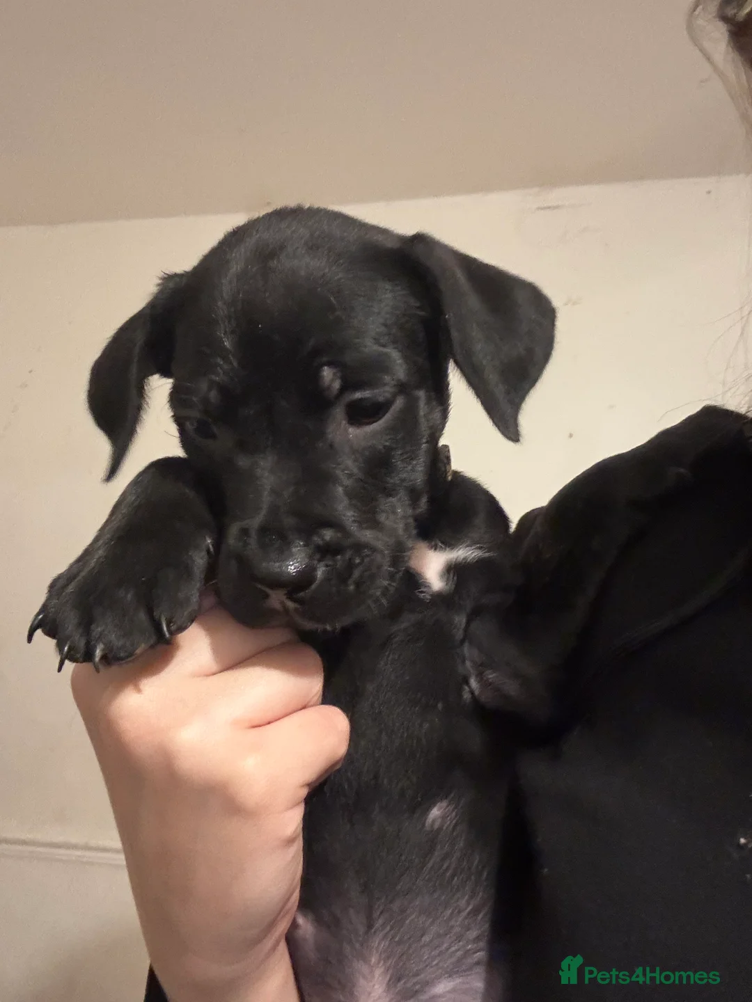 Mixed Breed dogs for sale: 4 beautiful cane corso mix lab puppies for sale  in London - Advert 5