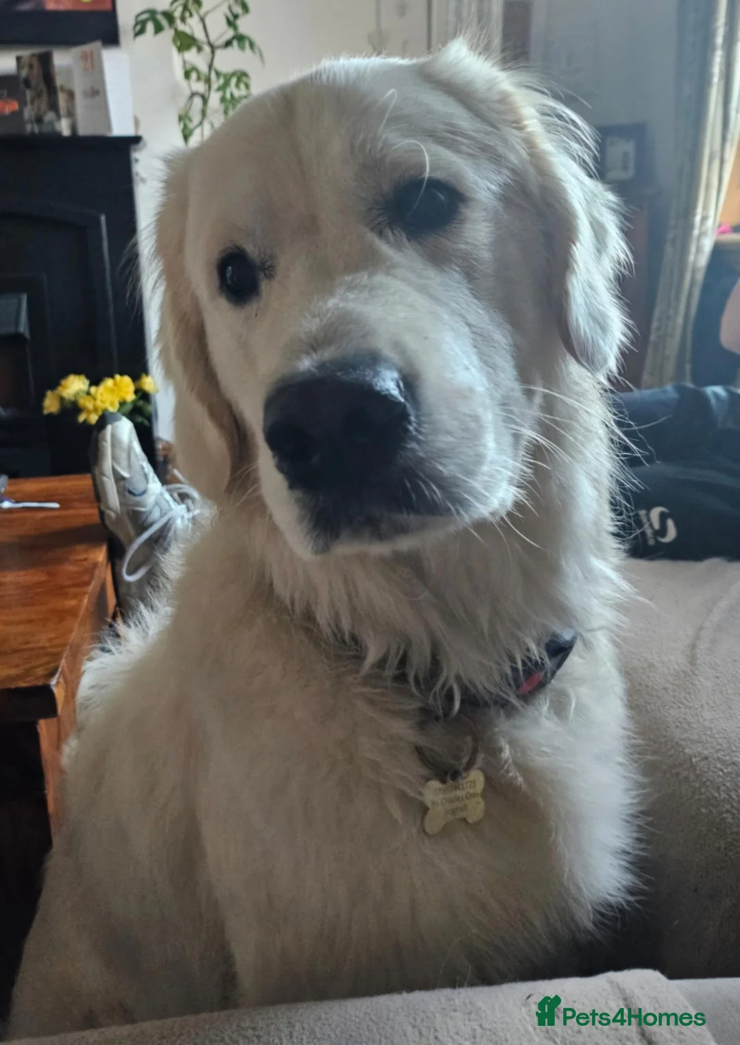 Golden Retriever dogs for stud: Sonny the Stud - Advert 2