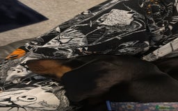 Dachshund dogs for sale: 2 Sausage dog female puppies for sale - Image 4