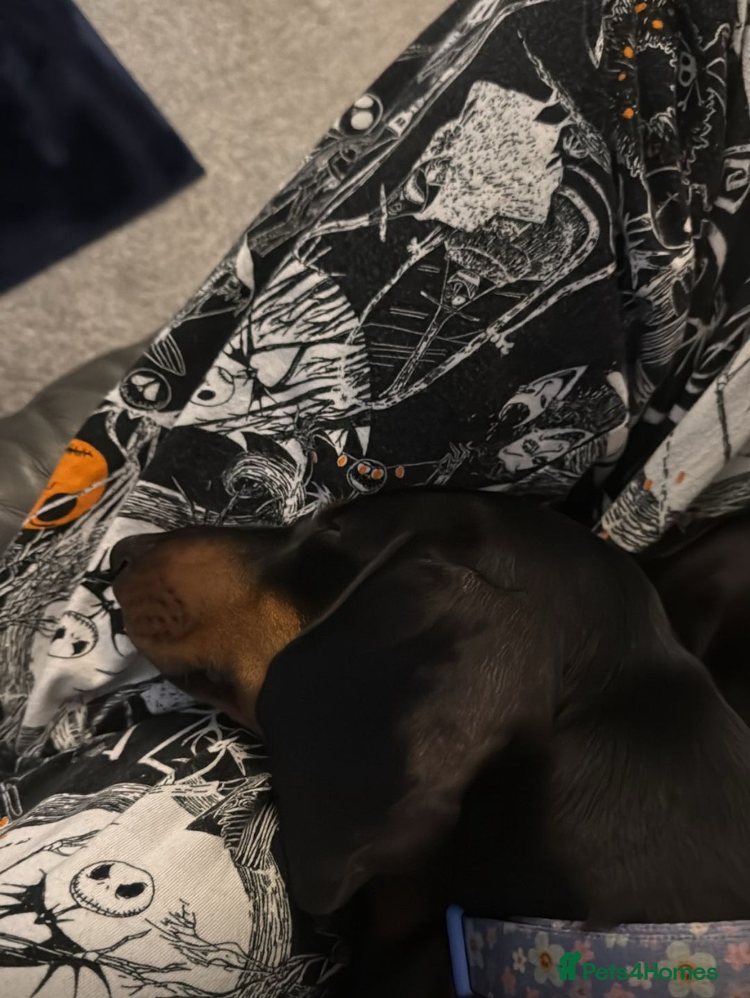 Dachshund dogs for sale: 2 Sausage dog female puppies for sale - Image 4