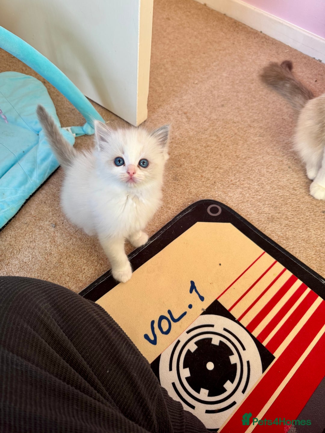 Ragdoll cats for sale: Beautiful Registered Ragdoll Kittens Available  - Advert 30