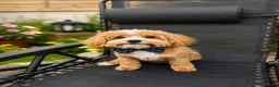 Maltipoo dogs for sale: F1 Asian Maltipoo puppies  - Advert 2