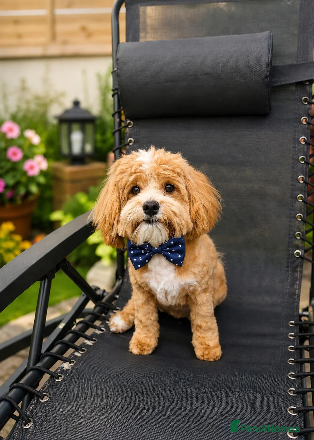 Maltipoo dogs for sale: F1 Asian Maltipoo puppies  - Advert 2