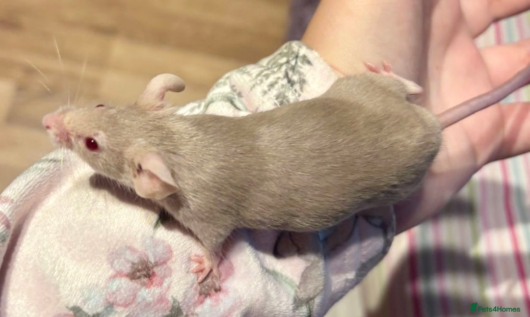 Mouse rodents for sale: Pet Fancy Mice - Adults & Babies - Image 5