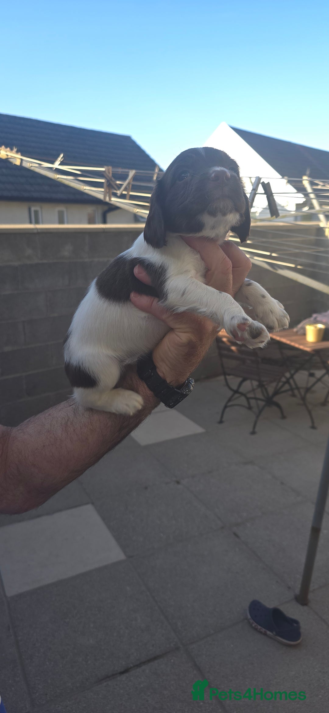 English Springer Spaniel dogs for sale: KC Working English Springer Spaniel Puppies - Image 2