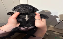 Springador dogs for sale: Labrador/Springador cross pups - Advert 13