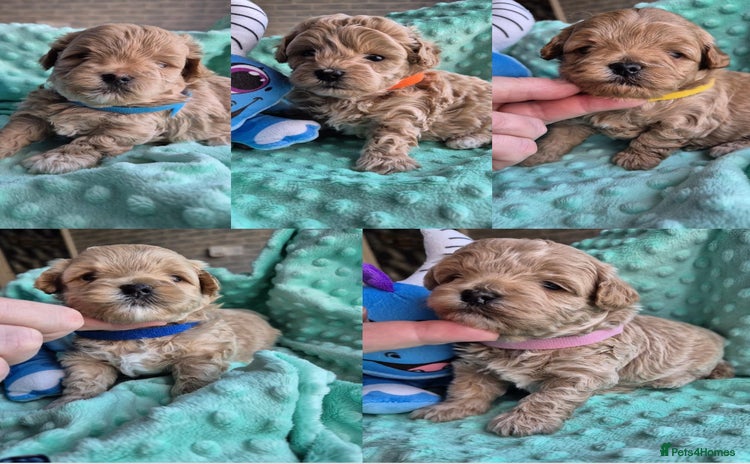 Maltipoo dogs 5 ⭐️ small Maltipoo’s puppy’s  - Advert 7