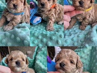 Maltipoo dogs 5 ⭐️ small Maltipoo’s puppy’s - Advert 11