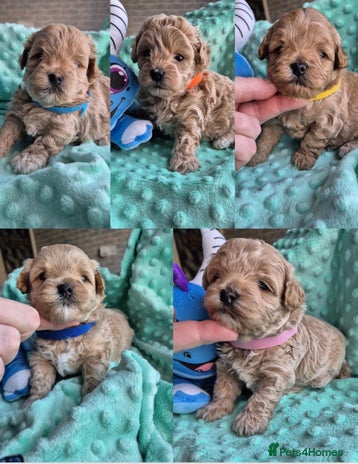 Maltipoo dogs 5 ⭐️ small Maltipoo’s puppy’s - Advert 7