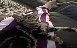 British Shorthair cats for sale: British shorthair cross  - Image 1