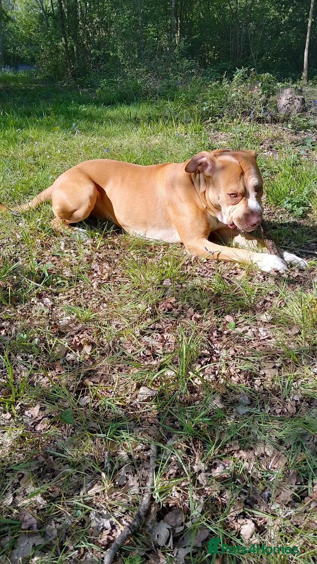 American Bulldog dogs for sale:  Chico (2.5-Year-Old American Bulldog) in Chatham - Advert 2