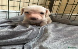 Miniature Dachshund dogs for sale: Cream miniature dachshunds  - Image 3