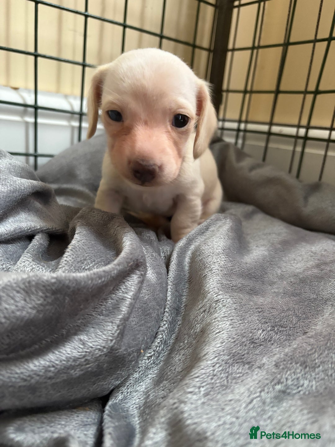 Miniature Dachshund dogs for sale: Cream miniature dachshunds  - Image 3