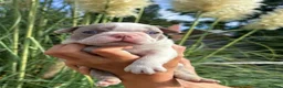 Boston Terrier dogs for sale: 5 KC Boston Terriers  - Advert 12