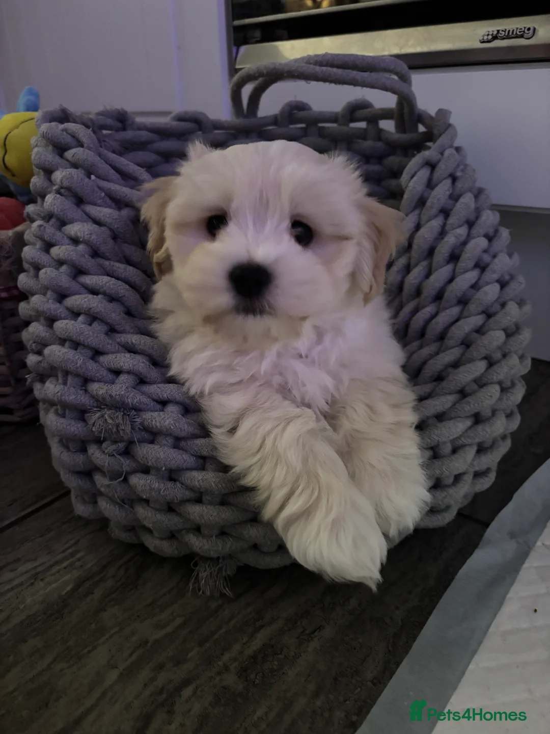 Maltipoo dogs for sale: Maltipoo - Advert 8