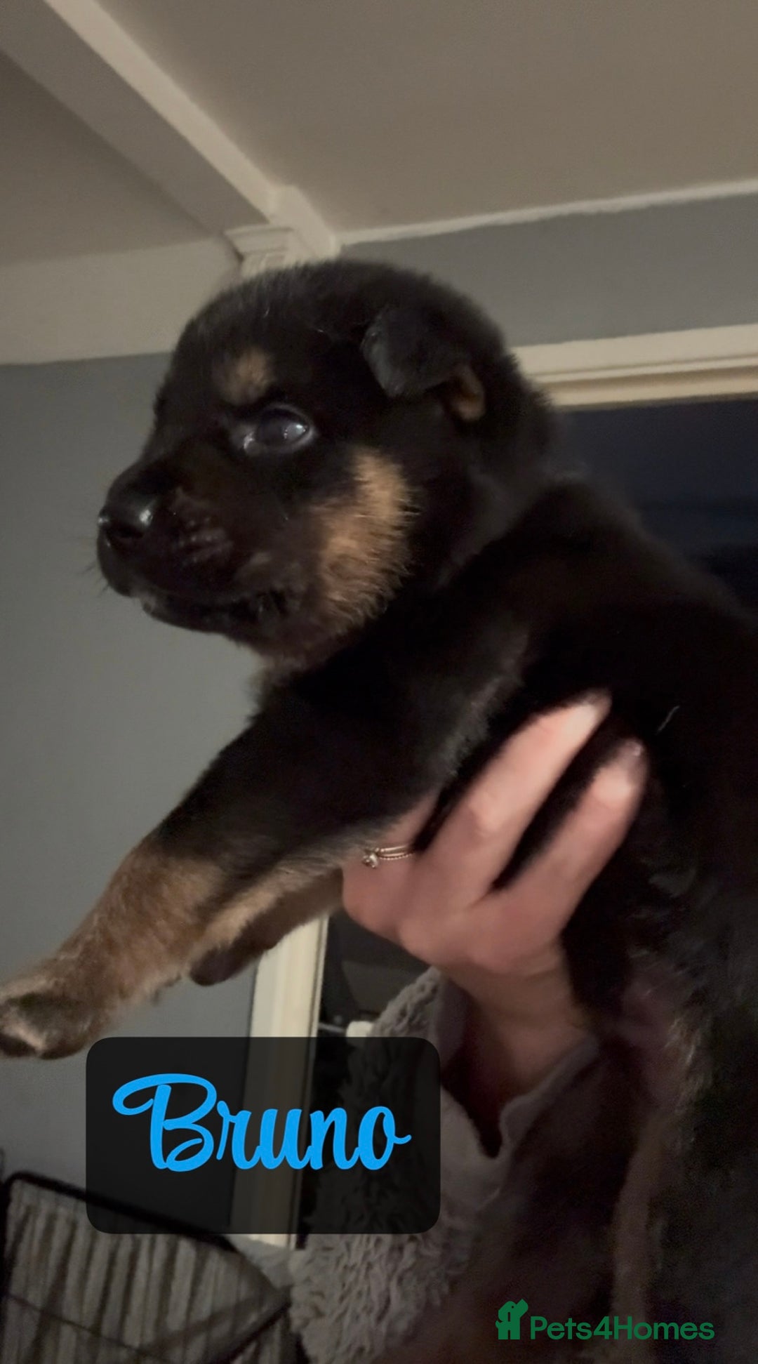 Shepsky dogs for sale: 9 beautiful Shepsky puppies in Doncaster - Advert 36