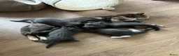 Domestic Shorthair cats for sale: Beautiful grey kittens available now - Advert 35