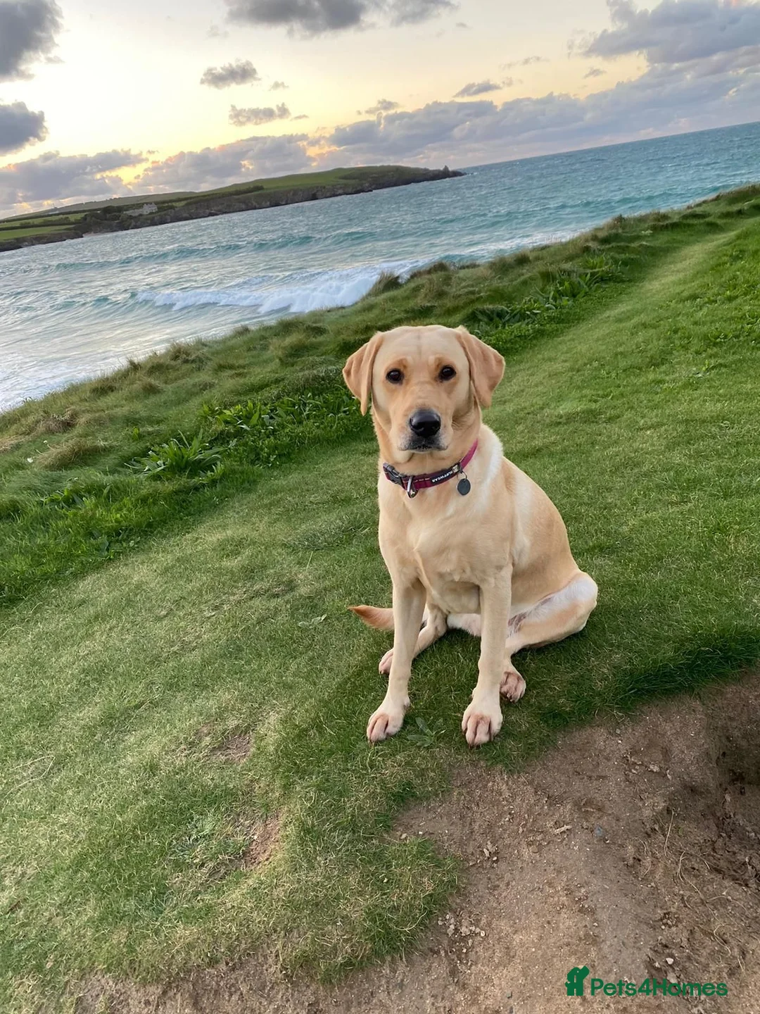 Labrador Retriever dogs for sale: Pedigree yellow Labrador Retriever Puppies  in Paignton - Advert 10