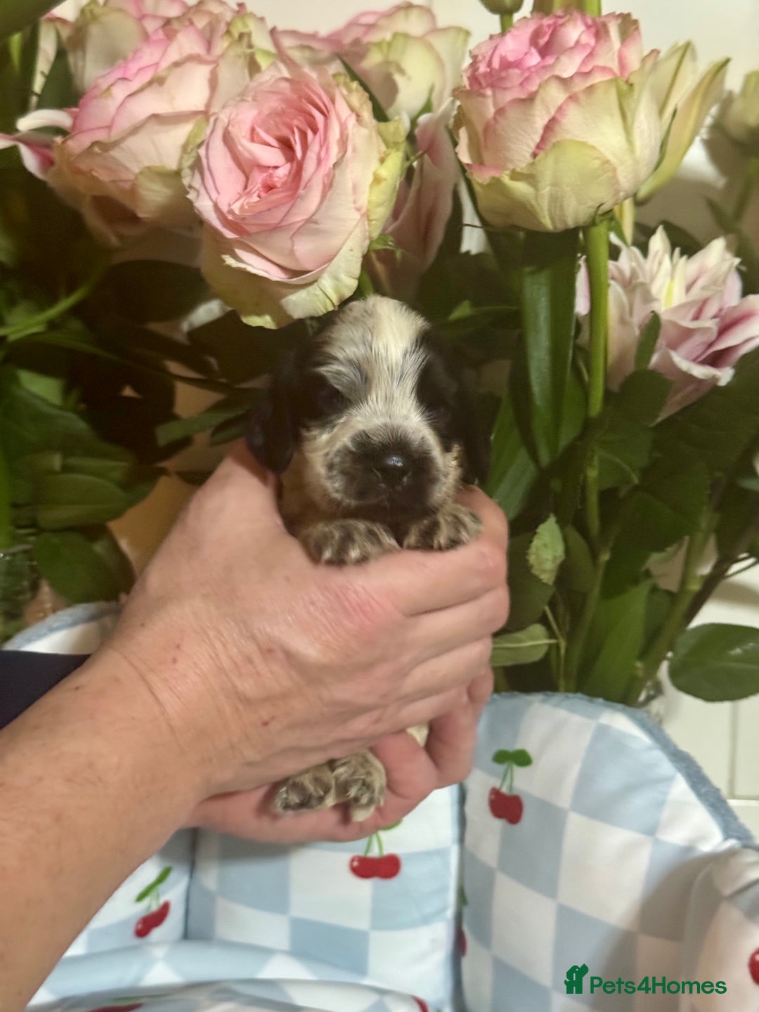 Cocker Spaniel dogs for sale: 7 gorgeous show type cocker spaniel dna clear  - Advert 6