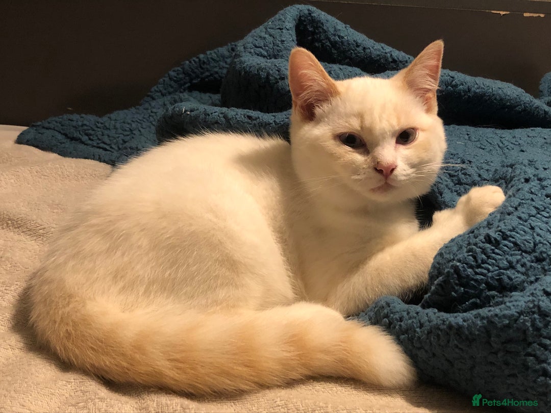 Mixed Breed cats for sale: Gorgeous ragdoll mum and her 2 sons😻 - Image 2