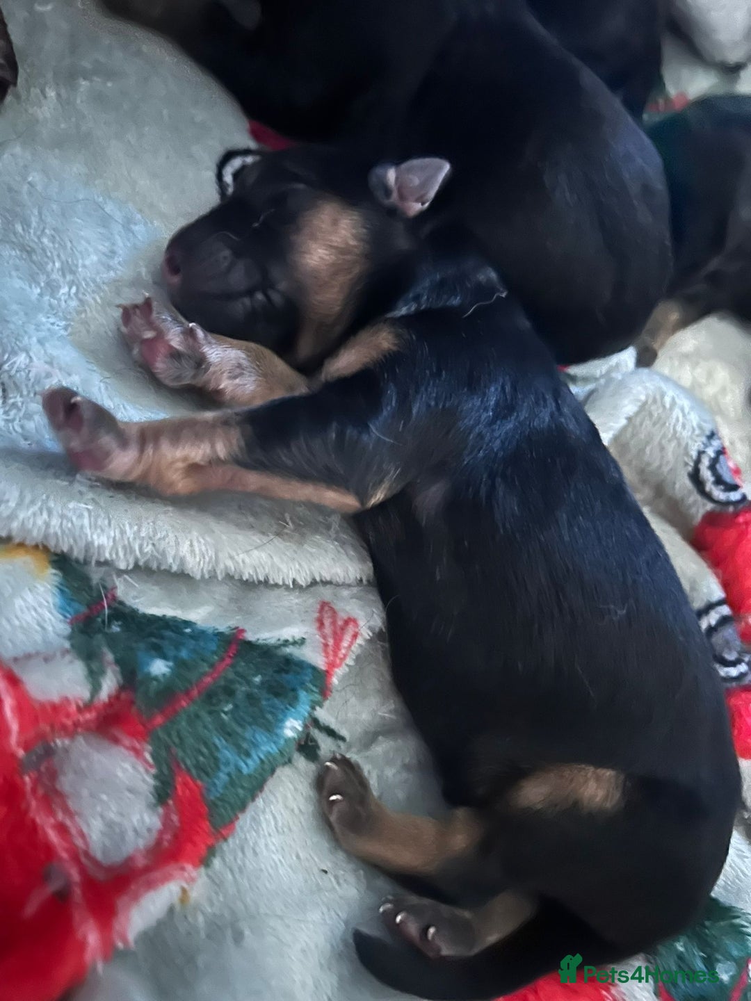 German Shepherd dogs for sale: German Shepherd puppies  - Image 3