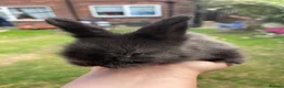 Angora rabbits for sale: Baby Angora x Lionheads Looking for new homes. - Advert 17