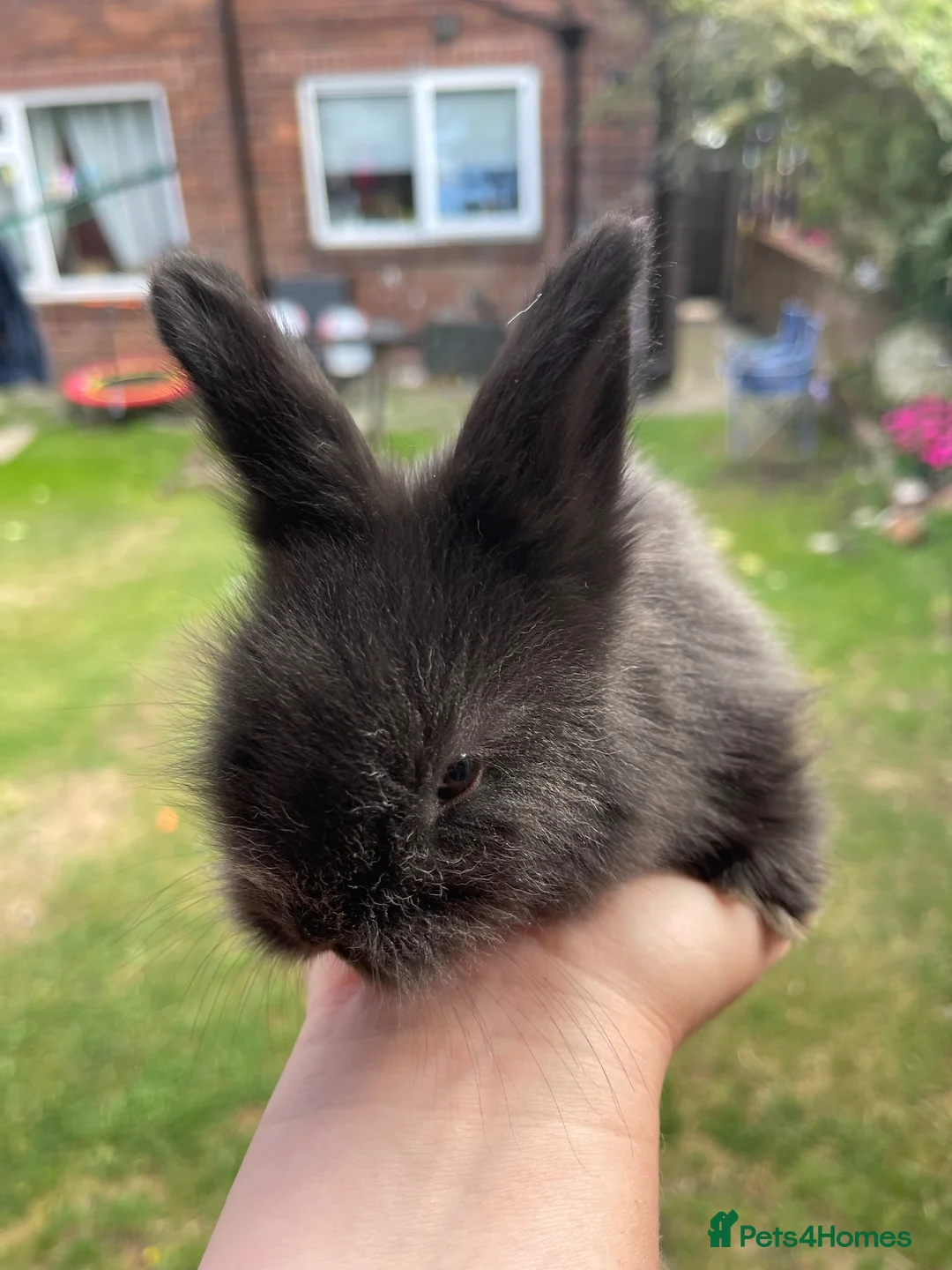 Angora rabbits for sale: Baby Angora x Lionheads Looking for new homes. - Advert 17