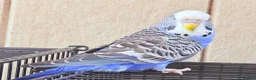 Budgerigars birds for sale: Beautiful young budgies available  - Advert 18