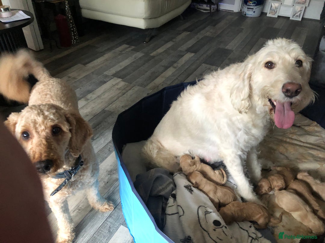 Labradoodle dogs for sale: 8 Beautiful Labradoodle Puppies  - Advert 3