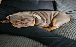 English Bulldog dogs for sale: Handsome House Trained English Bulldog for Sale - Image 5