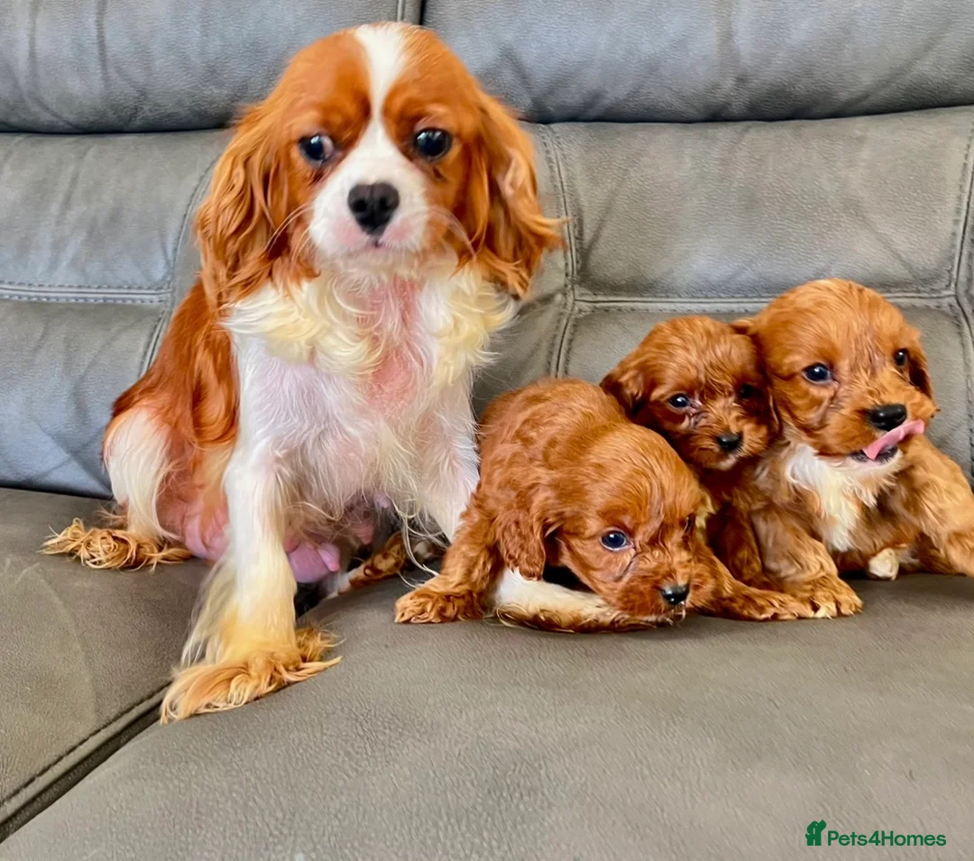 Cavapoo dogs for sale: 🐶Stunning miniature Fox red Cavapoos 🐶 - Advert 2