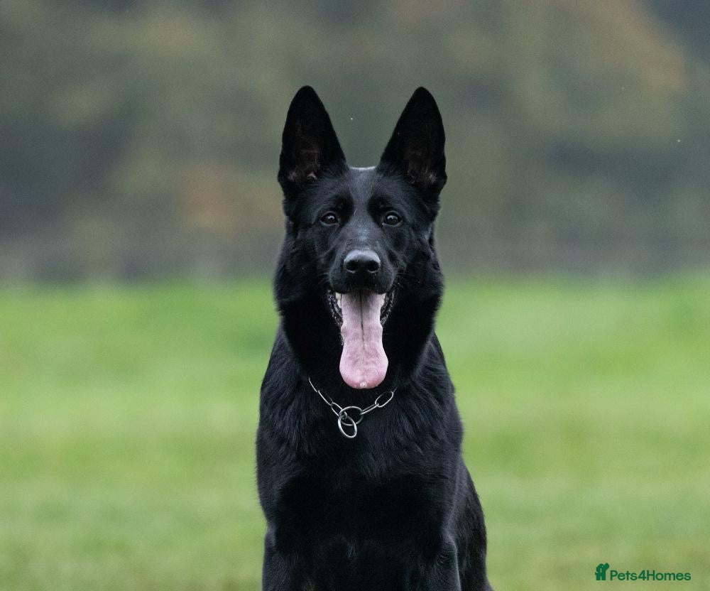 German Shepherd dogs Nix female  - Advert 15