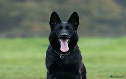 German Shepherd dogs for sale: Nix female  - Image 1