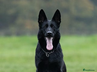 German Shepherd dogs Nix female - Advert 15