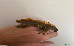 Gecko reptiles for sale: Dark based flame crested gecko  - Image 1