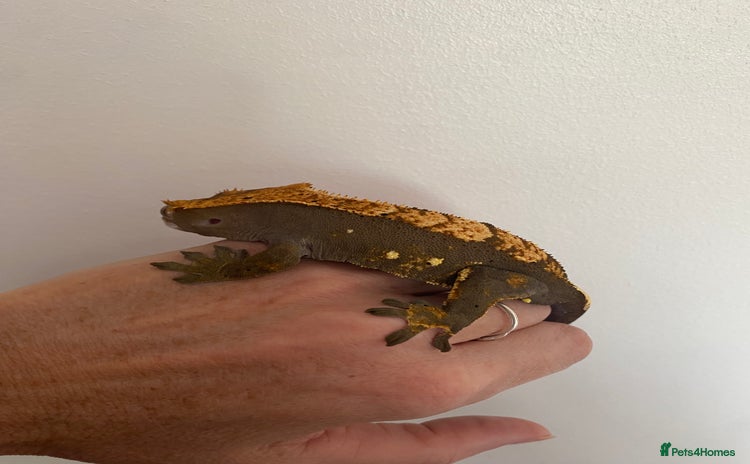 Gecko reptiles - Advert 1