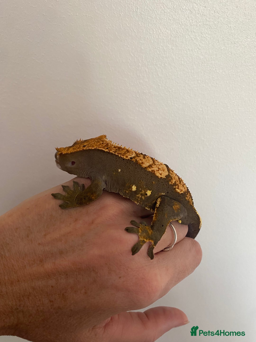 Gecko reptiles for sale: Dark based flame crested gecko  - Image 1