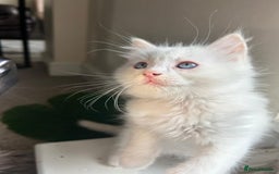 Ragdoll cats for sale: Pure longhair Ragdoll Kittens - Raised with Soul - Image 21