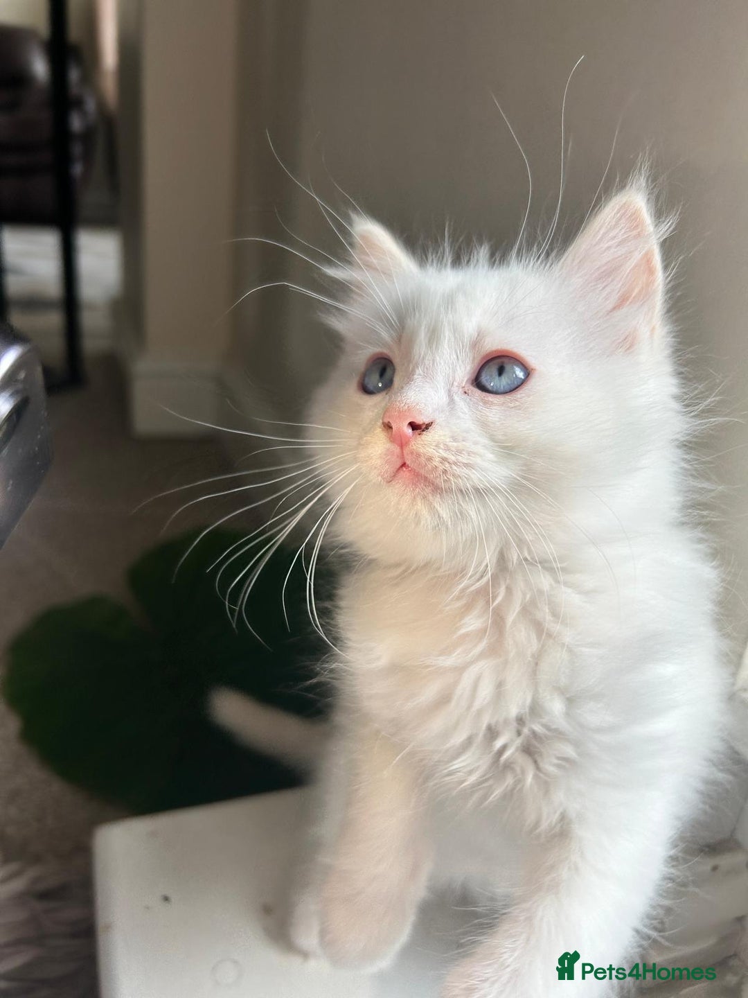 Ragdoll cats for sale: Pure longhair Ragdoll Kittens - Raised with Soul - Image 21