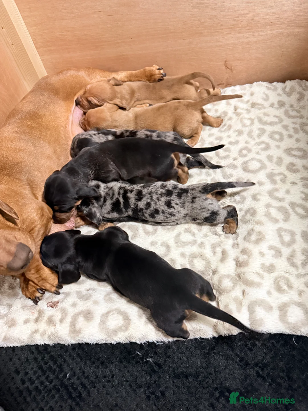 Dachshund dogs for sale: Dachshund puppies in Corby - Advert 2