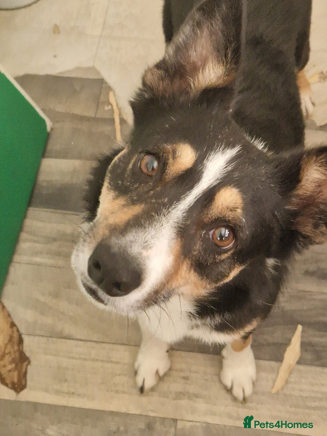 Border Collie dogs for sale: Border collie puppies  - Image 18